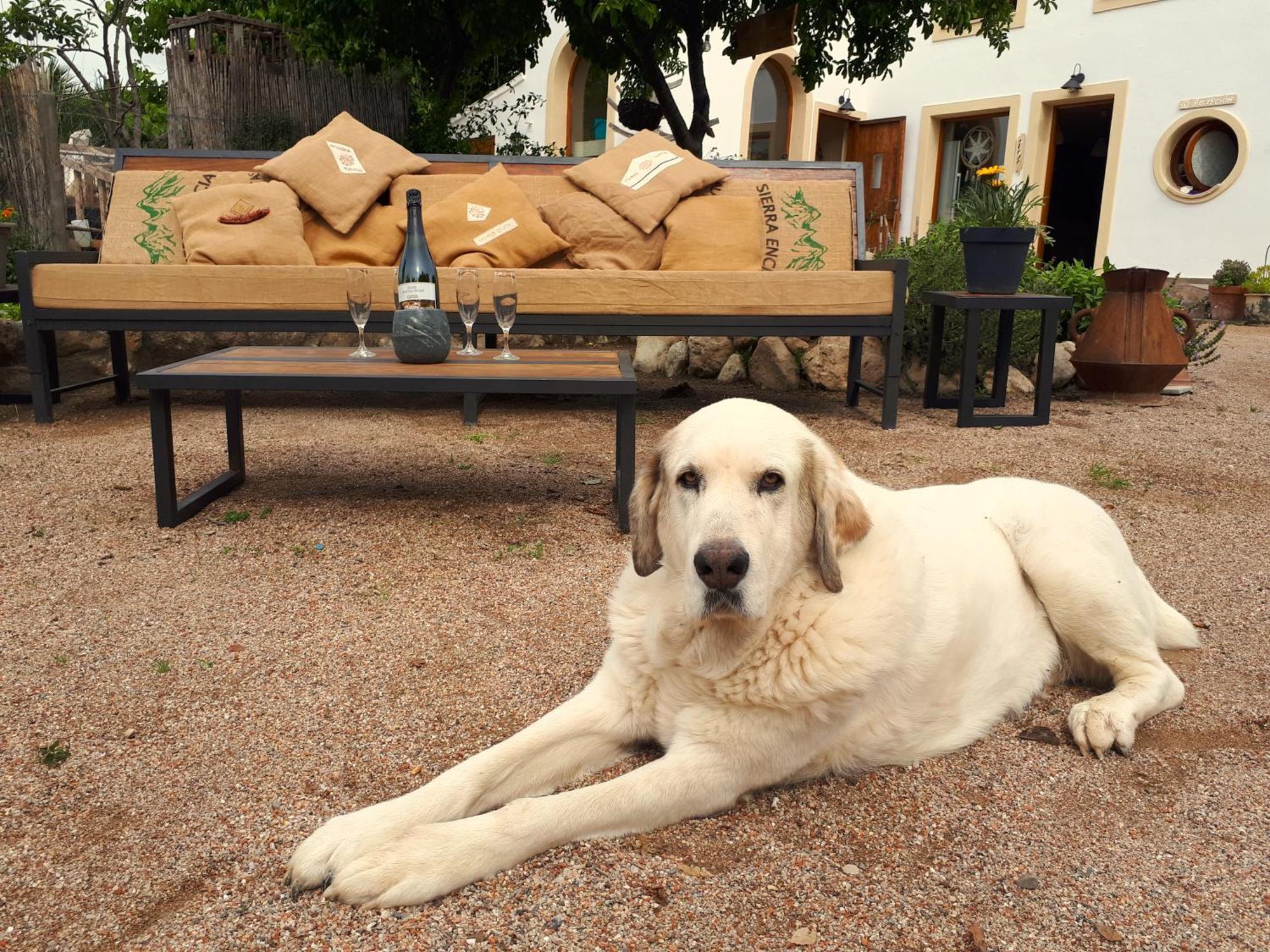 Cal Pau Cruset Vendégház Torrelles de Foix Kültér fotó